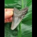 5.0 cm grey-blue tooth of the Megalodon