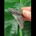 5.0 cm grey-blue tooth of the Megalodon