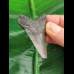 5.0 cm grey-blue tooth of the Megalodon