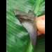 4,4 cm dunkler Zahn des Carcharocles Megalodon