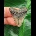 Set of two teeth of the Megalodon