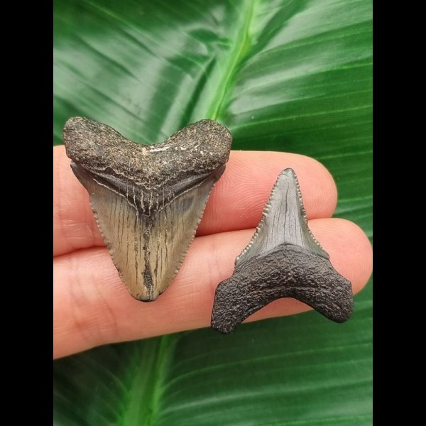 Set of two teeth of the Megalodon