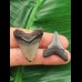 Set of two teeth of the Megalodon