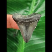3,5 cm dunkler Zahn des Megalodon