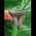 3,5 cm dunkler Zahn des Megalodon