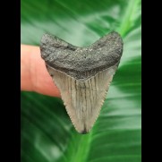 3,5 cm grauer Zahn des Megalodon
