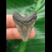 3,5 cm grauer Zahn des Megalodon