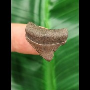2,3 cm kleiner posteriorer Zahn des Megalodon