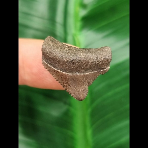 2.3 cm small posterior tooth of the Megalodon