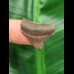 2,3 cm kleiner posteriorer Zahn des Megalodon