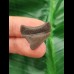 2.3 cm small posterior tooth of the Megalodon