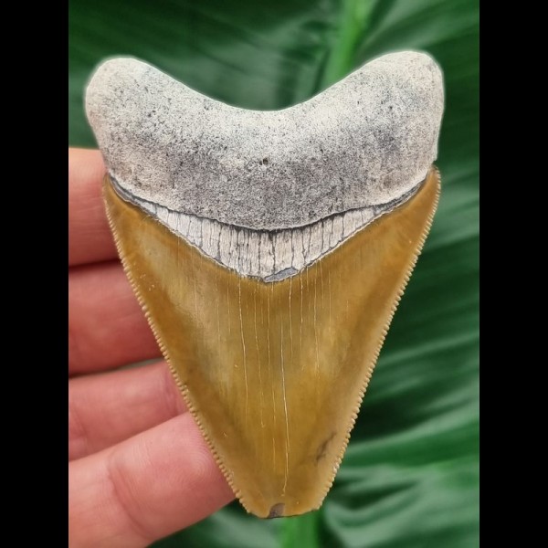 6,9 cm großer Zahn des Megalodon mit grau-blauer Bourelette