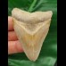 6,8 cm heller Zahn des Megalodon aus dem Bone Valley