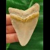 6,8 cm heller Zahn des Megalodon aus dem Bone Valley