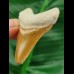 5,0 cm orangener Zahn des Megalodon