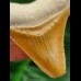 5,0 cm orangener Zahn des Megalodon