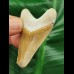 5,7 cm brauner Zahn des Megalodon aus dem Bone Valley