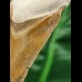 5,7 cm brauner Zahn des Megalodon aus dem Bone Valley
