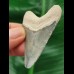5,4 cm hellblauer Zahn des Megalodon
