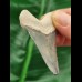 5,4 cm hellblauer Zahn des Megalodon
