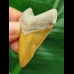 5,0 cm facettenreich gefärbter Zahn des Megalodon