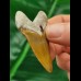 5,0 cm facettenreich gefärbter Zahn des Megalodon