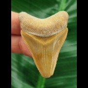 4,9 cm orange-brauner Zahn des Megalodon