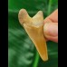 4,9 cm orange-brauner Zahn des Megalodon