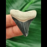 3,8 cm dunkelblauer Zahn des Megalodon