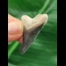 3,8 cm dunkelblauer Zahn des Megalodon
