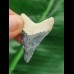 4,1 cm dunkelblauer Zahn des Megalodon