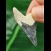 4,1 cm dunkelblauer Zahn des Megalodon