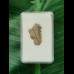 2.3 cm Hexanchus microdon tooth from the USA
