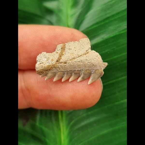 2.3 cm Hexanchus microdon tooth from the USA