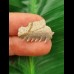 2.3 cm Hexanchus microdon tooth from the USA