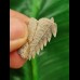 2.3 cm Hexanchus microdon tooth from the USA