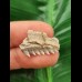 2.3 cm Hexanchus microdon tooth from the USA