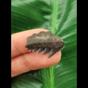 2,5 cm Notorynchus primigenius Zahn aus Bremen