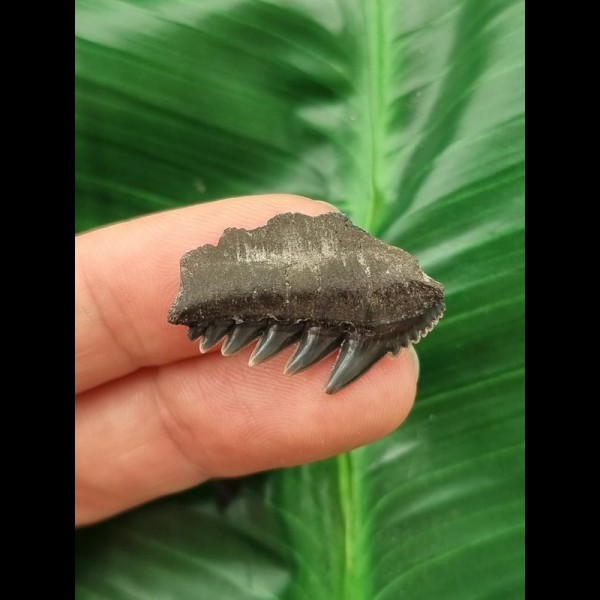2.5 cm Notorynchus primigenius tooth from Bremen
