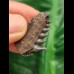 2.8 cm Notorynchus primigenius tooth from Bremen