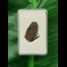 2.8 cm Notorynchus primigenius tooth from Bremen