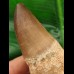 14,4 cm Mosasaurus Zahn mit Wurzel
