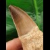 14,4 cm Mosasaurus Zahn mit Wurzel