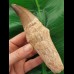 14,4 cm Mosasaurus Zahn mit Wurzel
