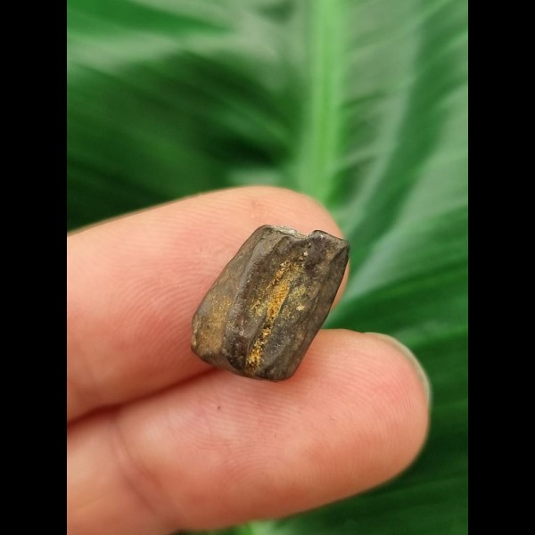 1.3 cm Triceratops tooth