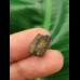 1.3 cm Triceratops tooth