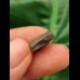1.3 cm Triceratops tooth