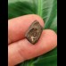 1.3 cm Triceratops tooth