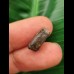 1.3 cm Triceratops tooth