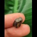 1.3 cm Triceratops tooth